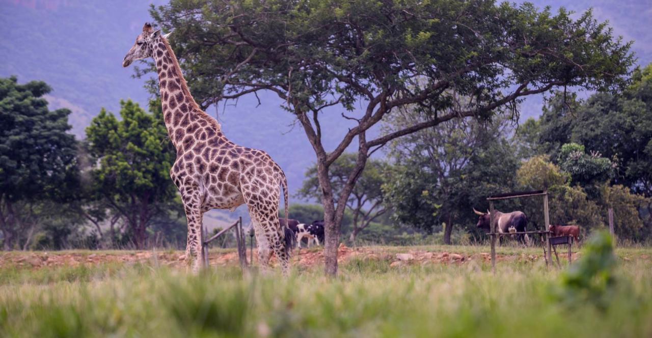 Caracal Lodge Alkmaar Dış mekan fotoğraf