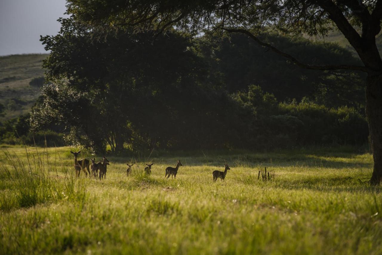 Caracal Lodge Alkmaar Dış mekan fotoğraf